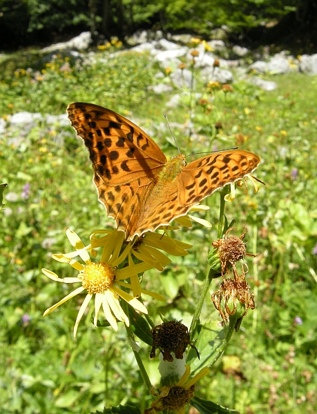 Argymnis pandora? - Argynnis paphia